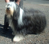 a well breed Bearded Collie dog